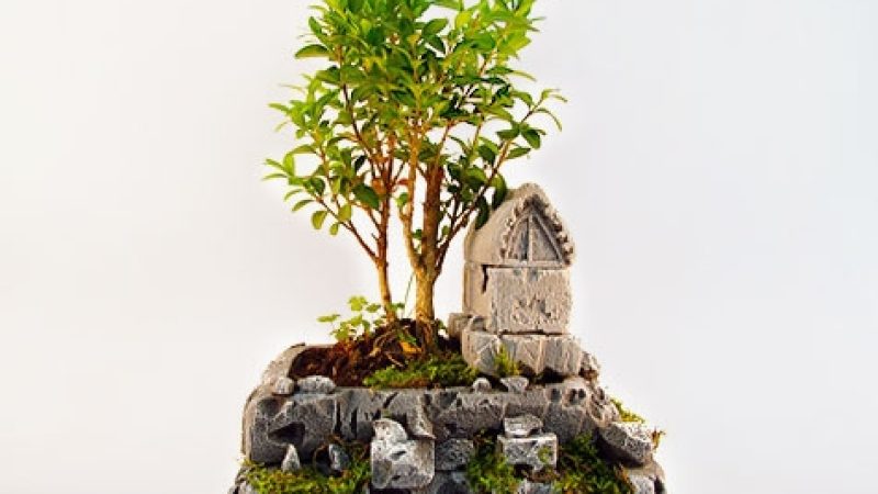 Buxus-Yetiskin-Bonsai-Agaci-Ozel-Dekoratif-Saksi-Hediyeli-1.jpg