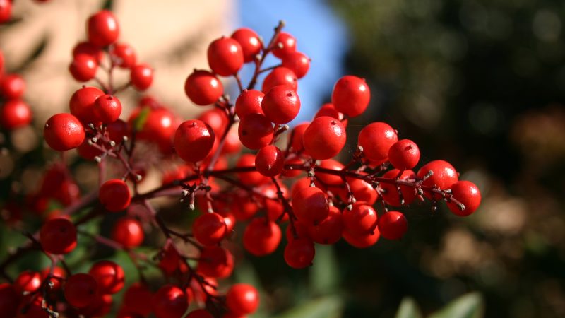 cranberries.jpg