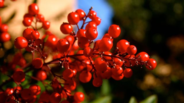 cranberries1.jpg