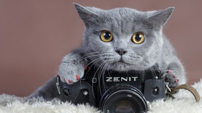 cute_gray_cat_with_camera-1024x768.jpg