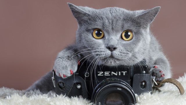 cute_gray_cat_with_camera-1024x768.jpg