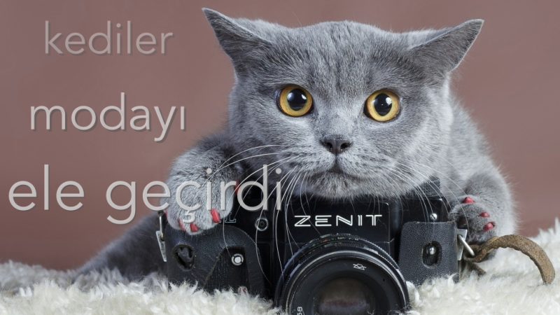 cute_gray_cat_with_camera-1024x768_Fotor.jpg